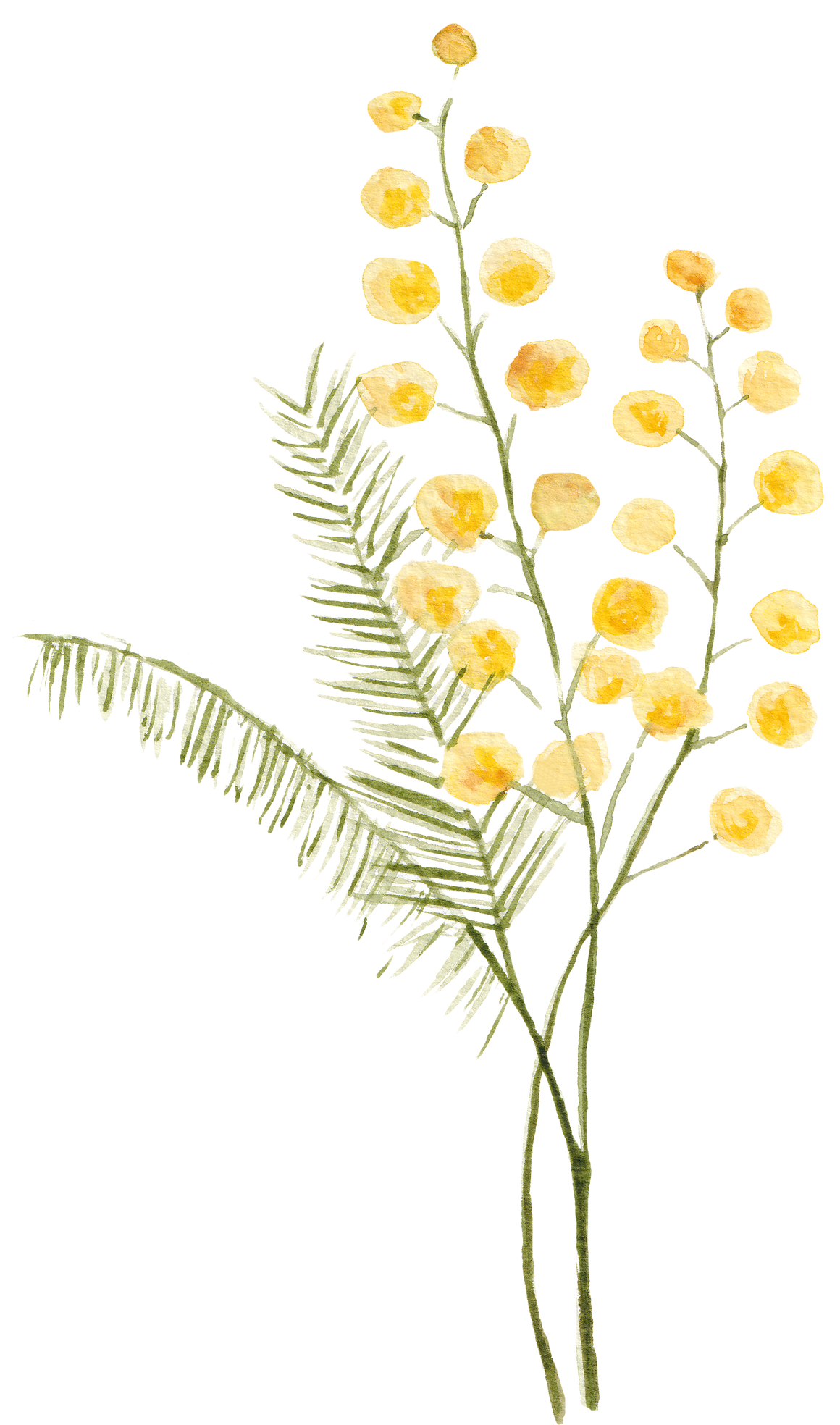 Watercolor Mimosa Flowers Illustration