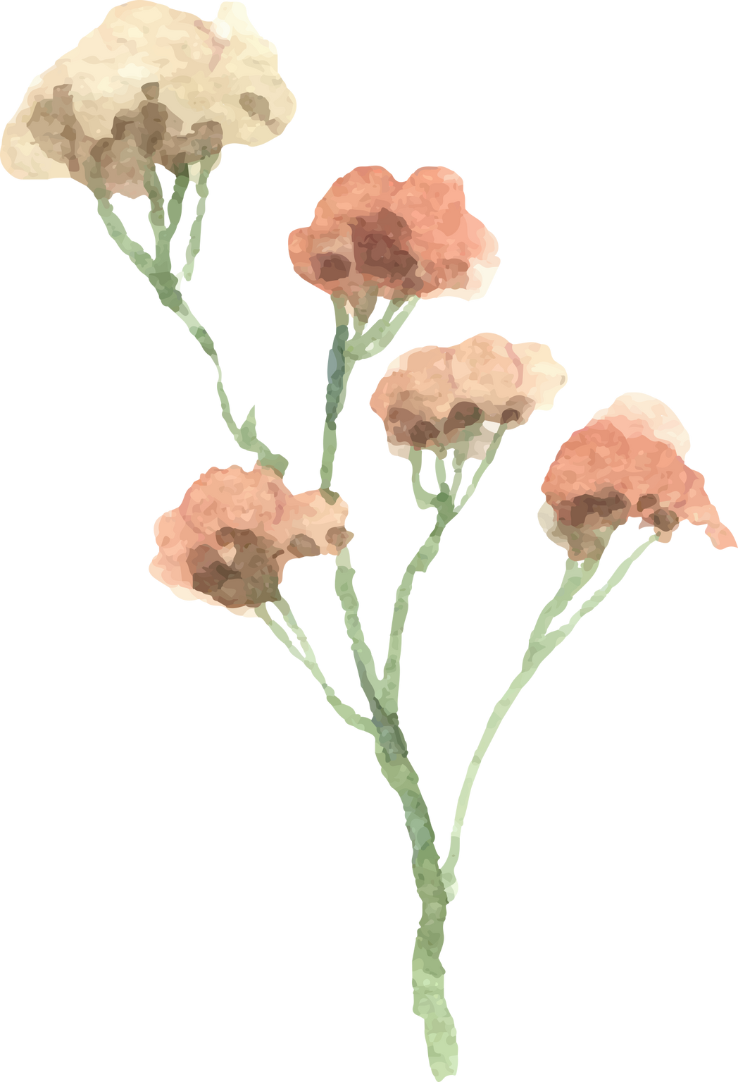 Watercolor Flowers Illustration