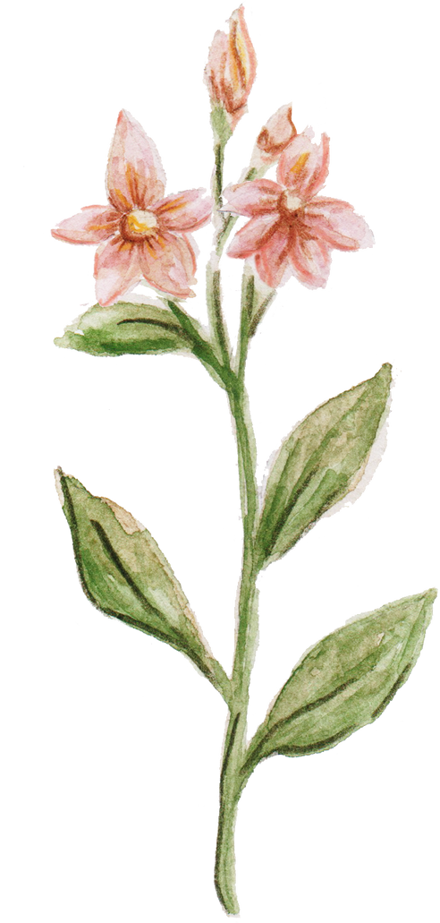 Hand-Painted Watercolor Sampaguita Filipino Flower Illustration